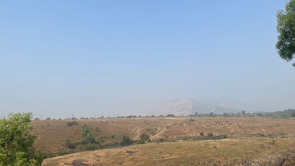 View of a mostly flat landscape with green/orange grass. There’s some cows in the background but 2/3 of it is a blue sky