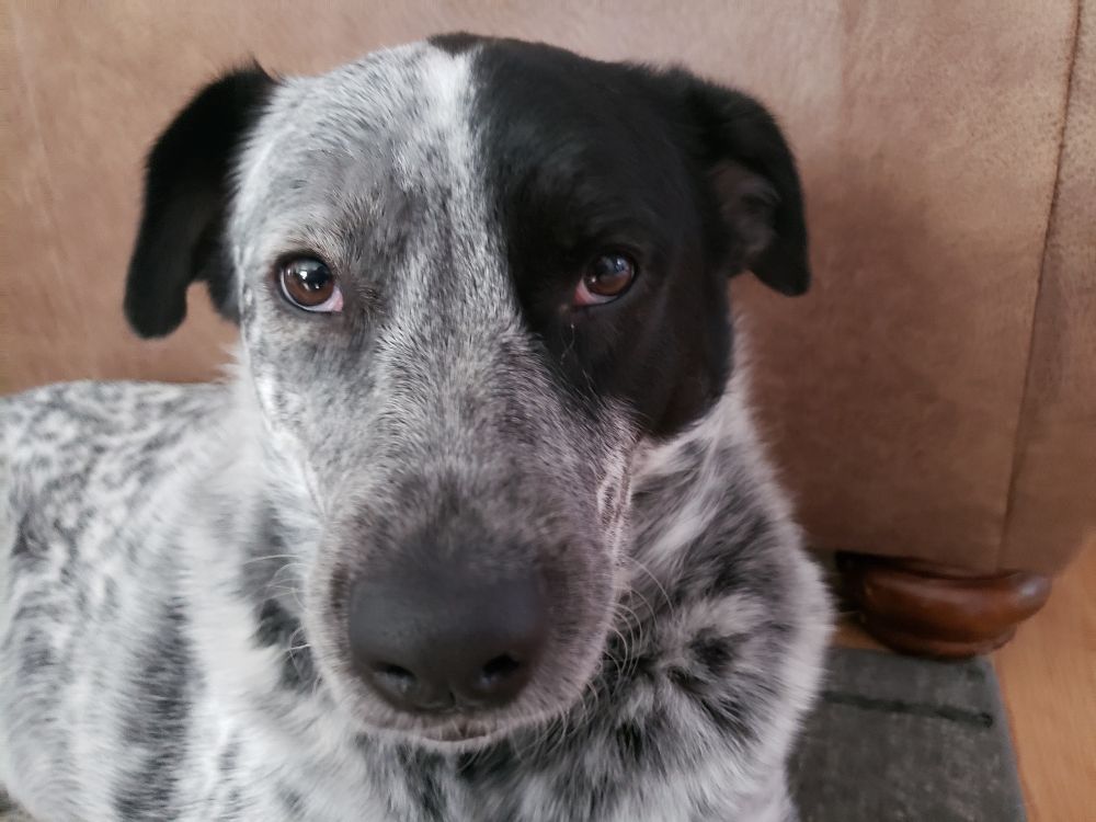 Jezebel the pittie heeler chowchow cat toy eater not looking the least bit ashamed