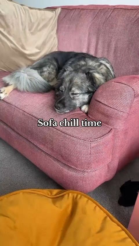 Mera napping on the sofa
