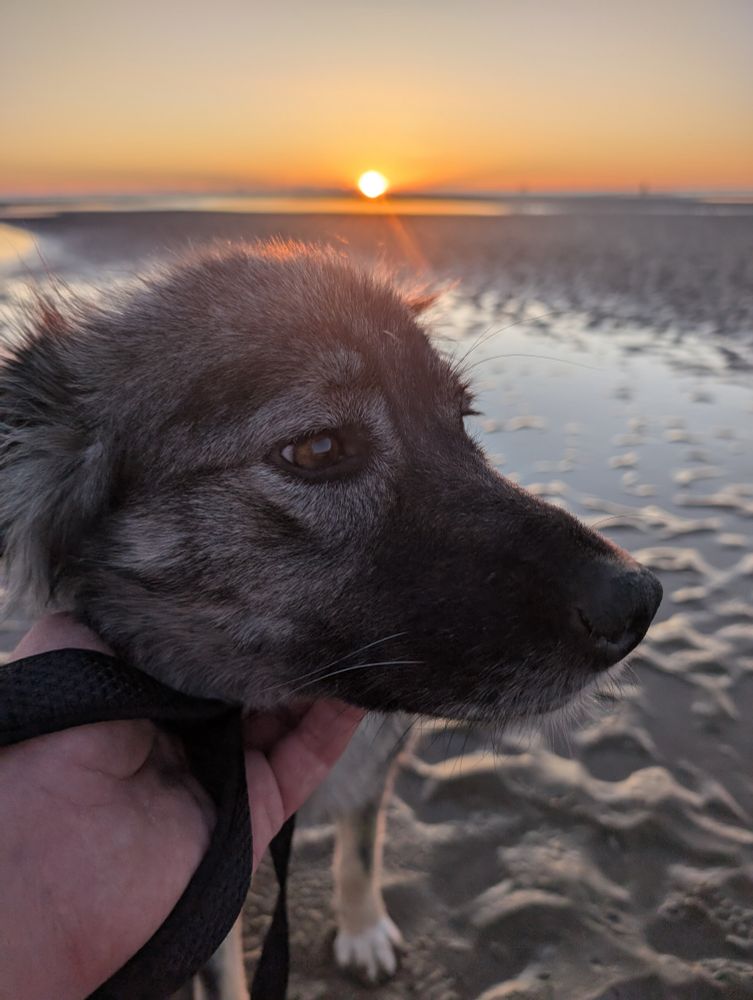 Mera on the beach at sunset.