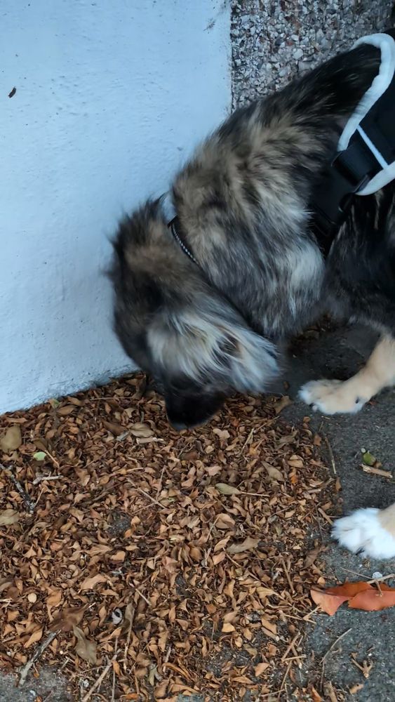 Mera sniffing at leaves on the pavement.
