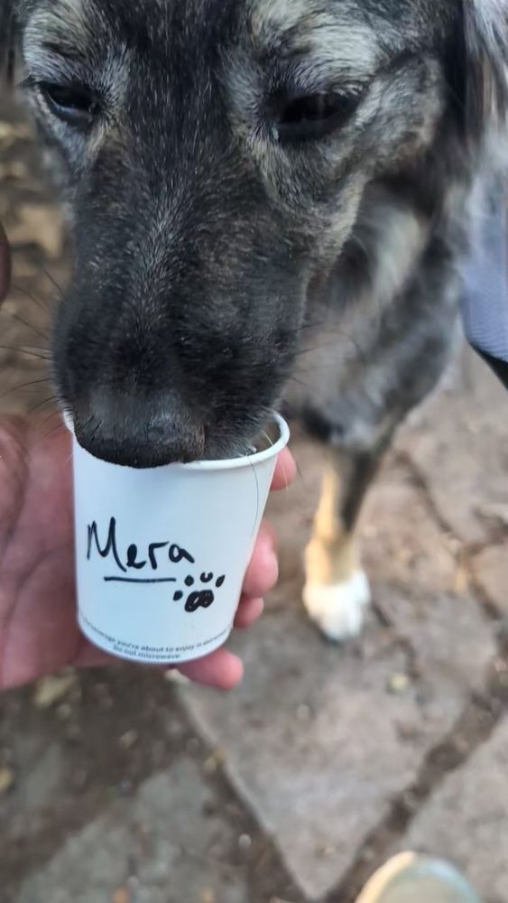 Mera enjoying a puppuccino on her evening walk.