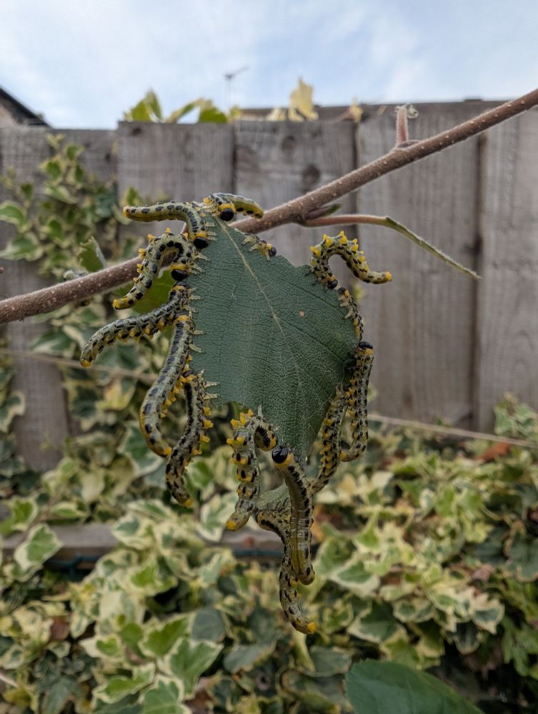 Caterpillars eating a birch leaf