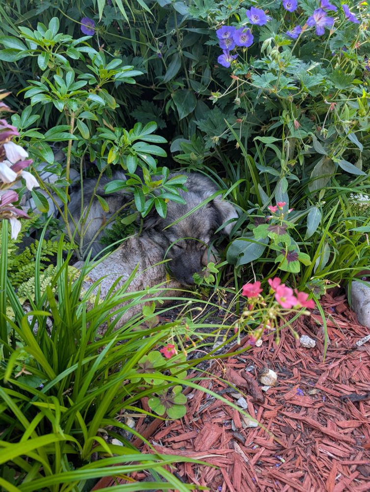 Mera sleeping in the shady flower bed.