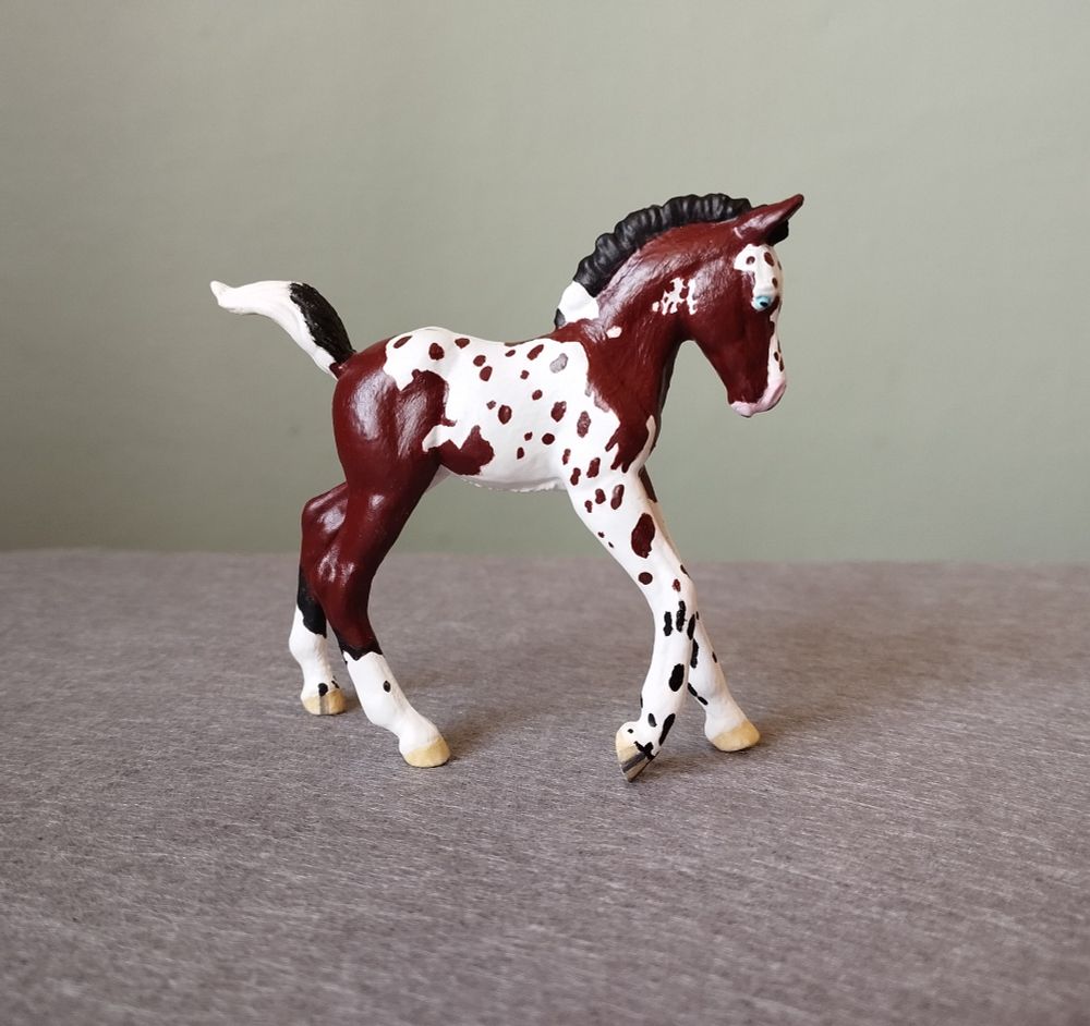 Bay mismarked appalossa collecta pinto foal with blue eyes