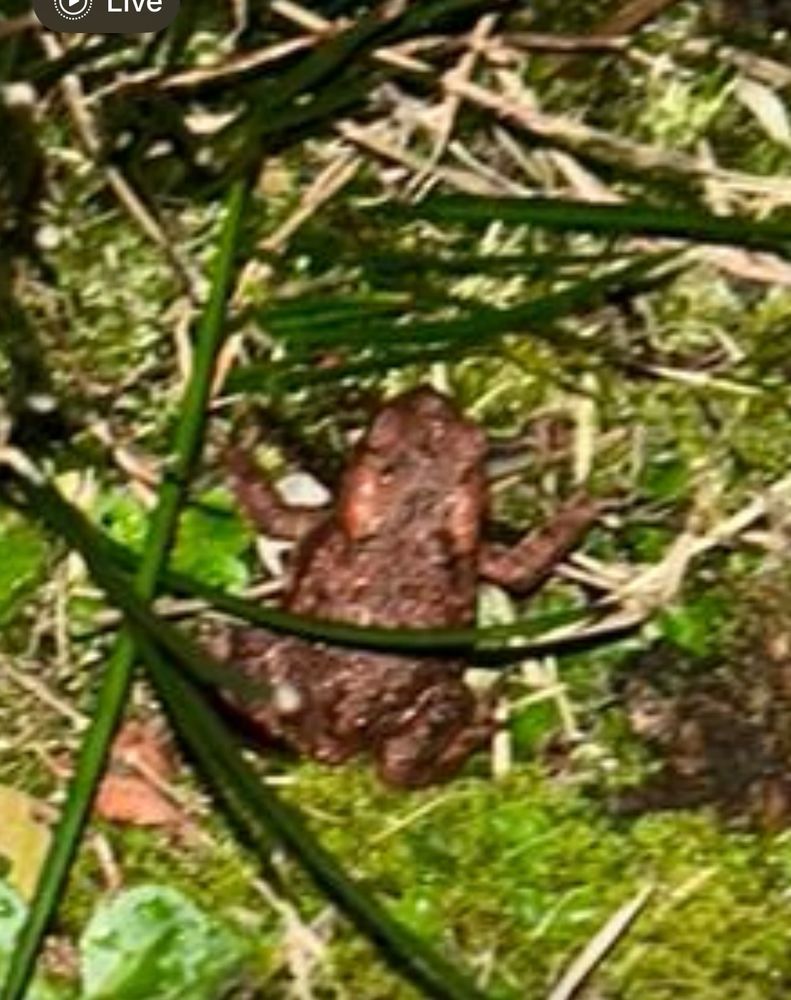 A close up of a tiny brown frog (or toad?) in amongst grass and moss