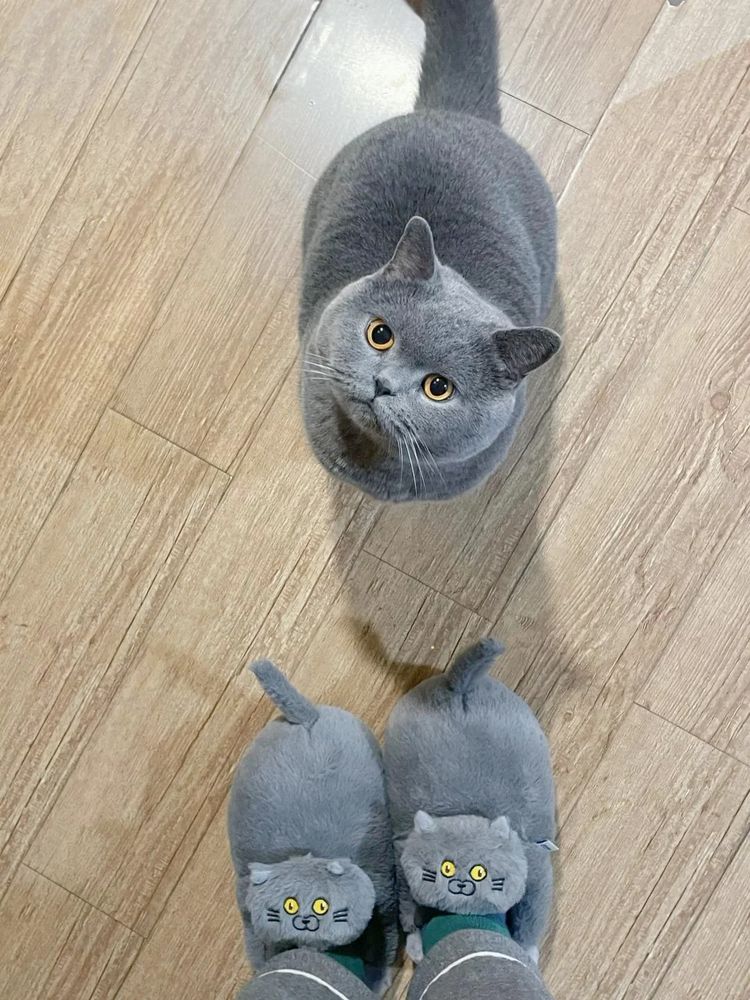 A grey blue kitty stares up incredulously at a human taking a photo of the cat while wearing slippers that look just like the cat.