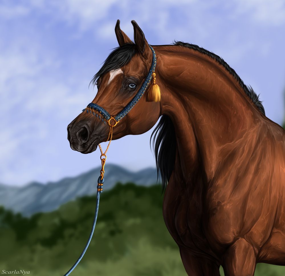 Digital art of an Arabian horse wearing an Arabian halter with tassels 