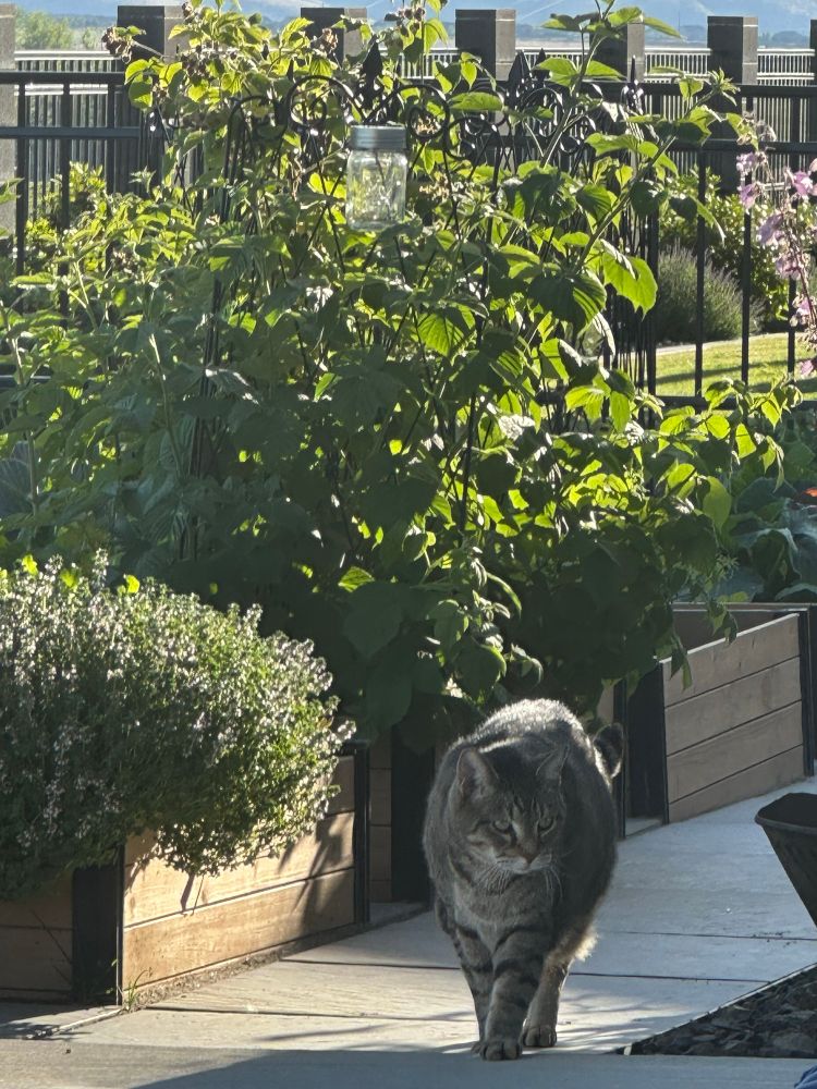 Ira a tabby cat walking through the raised bed gardens.  