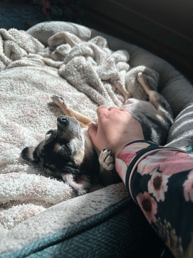 Human petting an adorable dog (most likely a chihuahua with brindle colors) as he lays on his back enjoying pets and sunshine with his eyes closed.