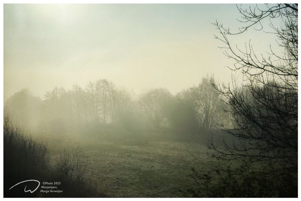 View on the early morning damp irish countryside with fields and trees waking up in a low sun.
