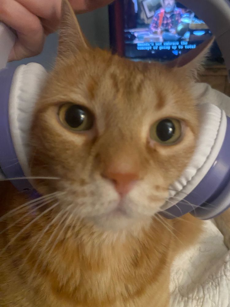 a yellow cat named butters and she is facing the camera looking surprised while wearing large purple overear headphones