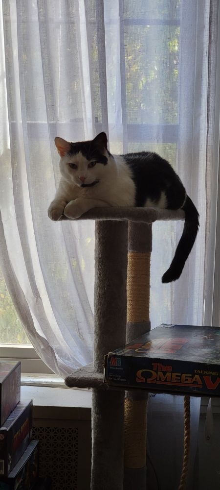 Cadence, a black and white cat, on a grey cat tree in front of a windows with a sheer white curtain. She is looking in the direction of the camera, with her front paws and tail hanging over the edge. 