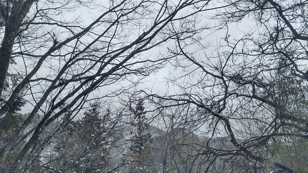 木々の枝を通して見える空