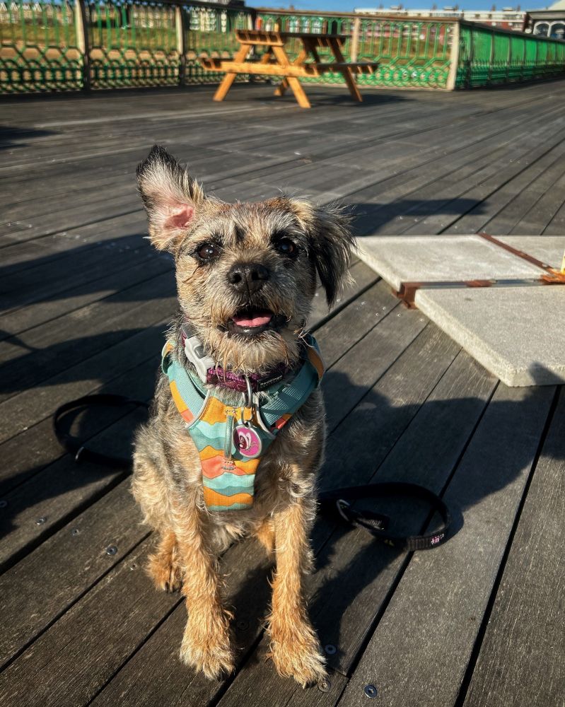 A blue and tan border terrier in the sunshine on a pier with an ear stuck up. 