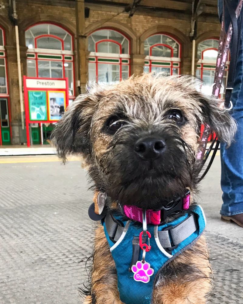 Mara. About eight months old, cheering up people at Preston Station. 