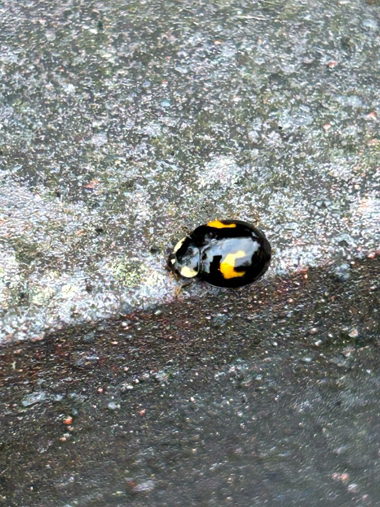 A gold and black ladybird, wandering about on a brick wall. Looks like he's sponsored by John Player Special 
