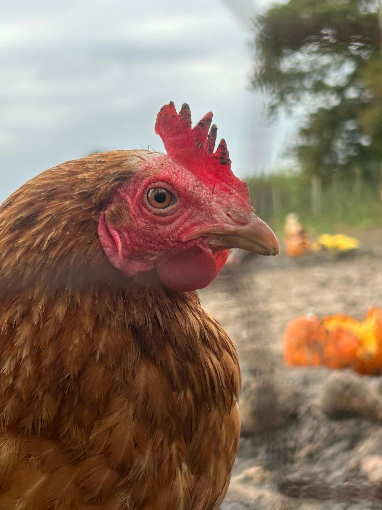 Not a pumpkin, a hen. 