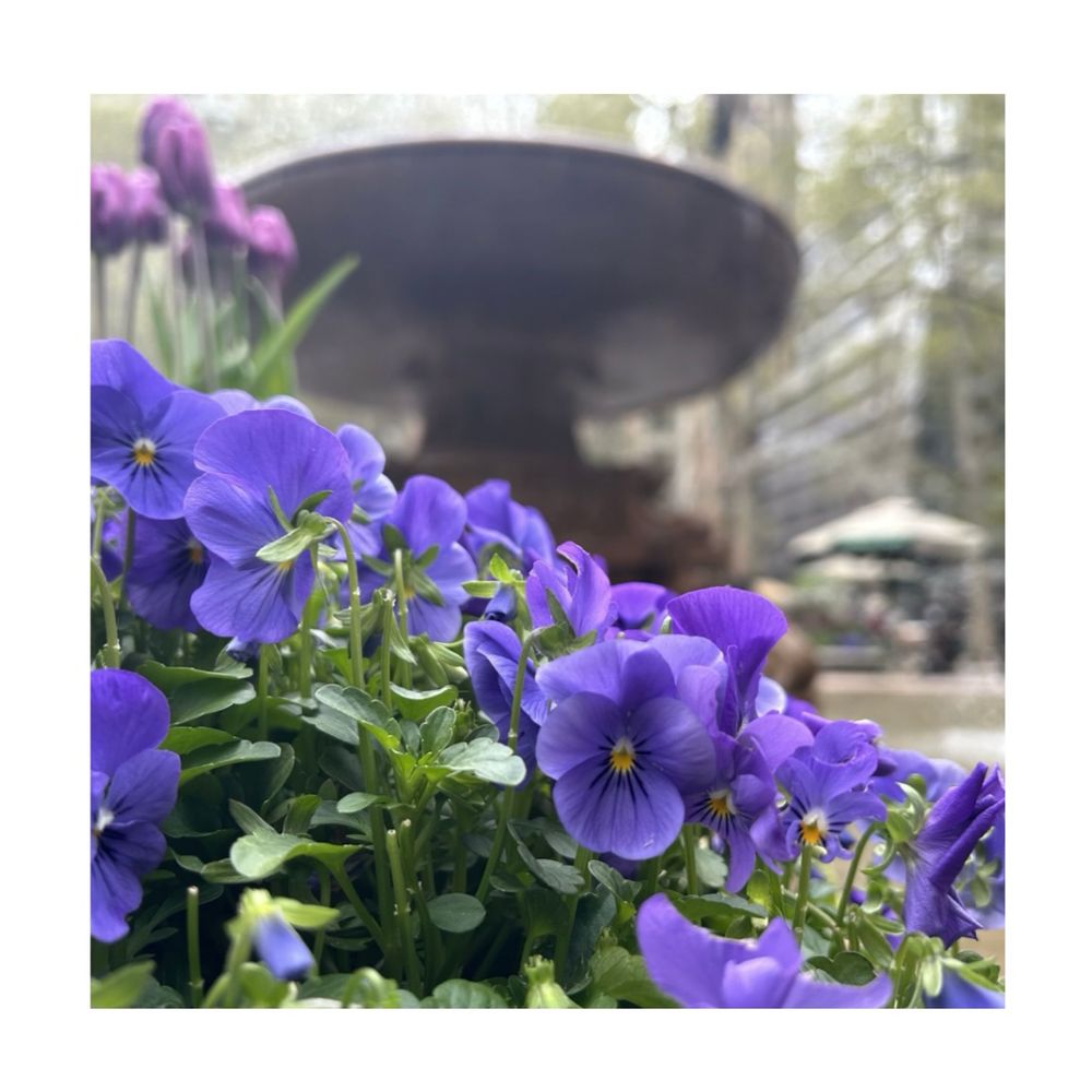 Purple pansies with a large gray fountain in the background 