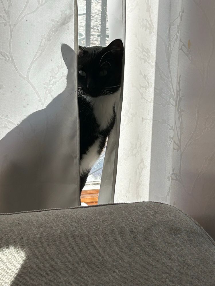 Tuxedo kitty in a window with white curtains 