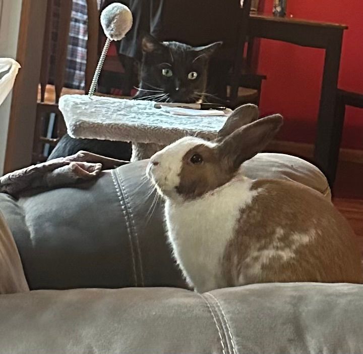 Brown and white bunny with tuxedo kitty looking on