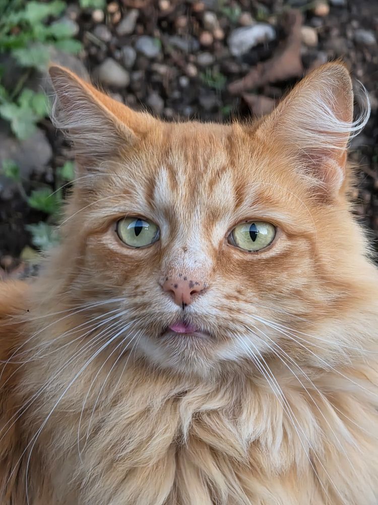 My freckled nosed, orange tabby with a beautiful orange-cream mane, pale green eyes,  and whispie white curls on his ears, and a peekaboo tongue sticking out. 