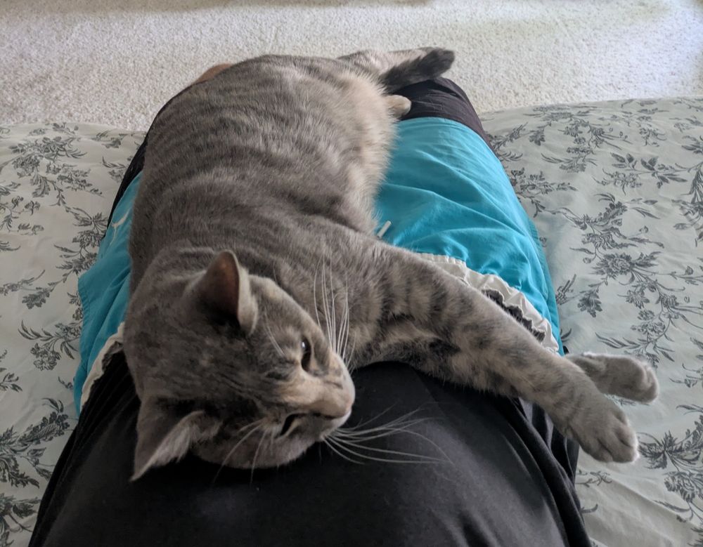 Gray cat laying on the belly 
Holding me back from getting up