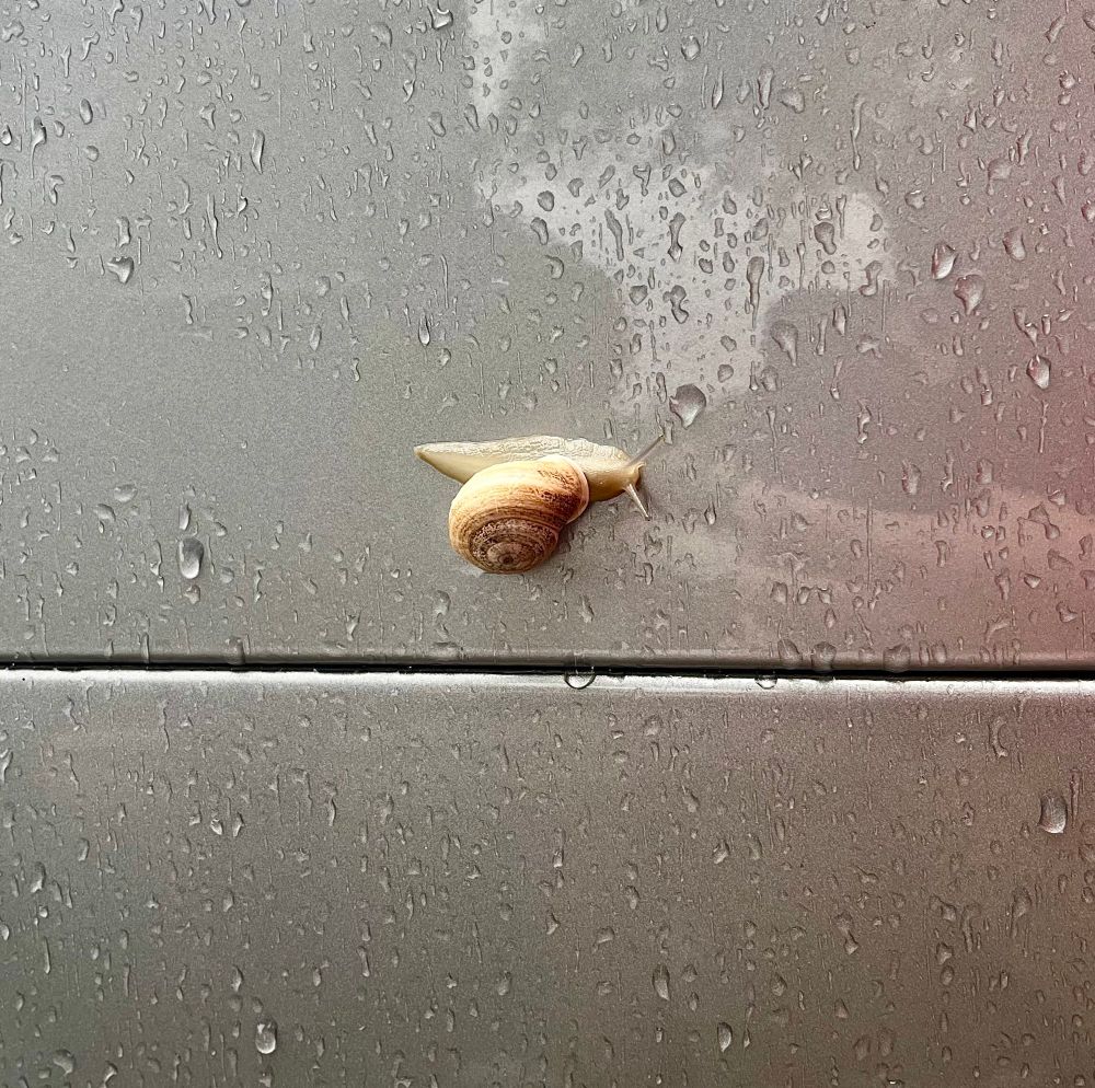 A photo of a snail with a brown shell on a car covered in rain drops.