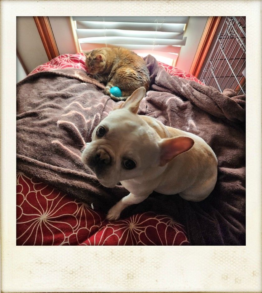 A cream color French bulldog is in the foreground on top of a large beanbag-type cushion, with an orange tabby cat asleep in the background