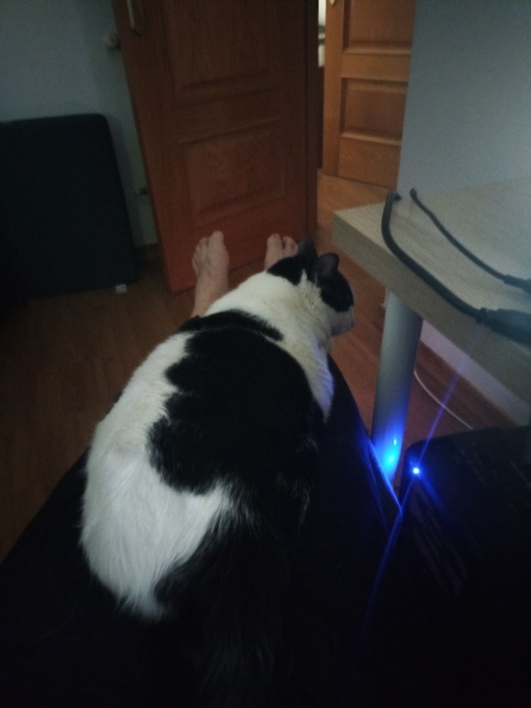 foto de mi gata subida en mis piernas 