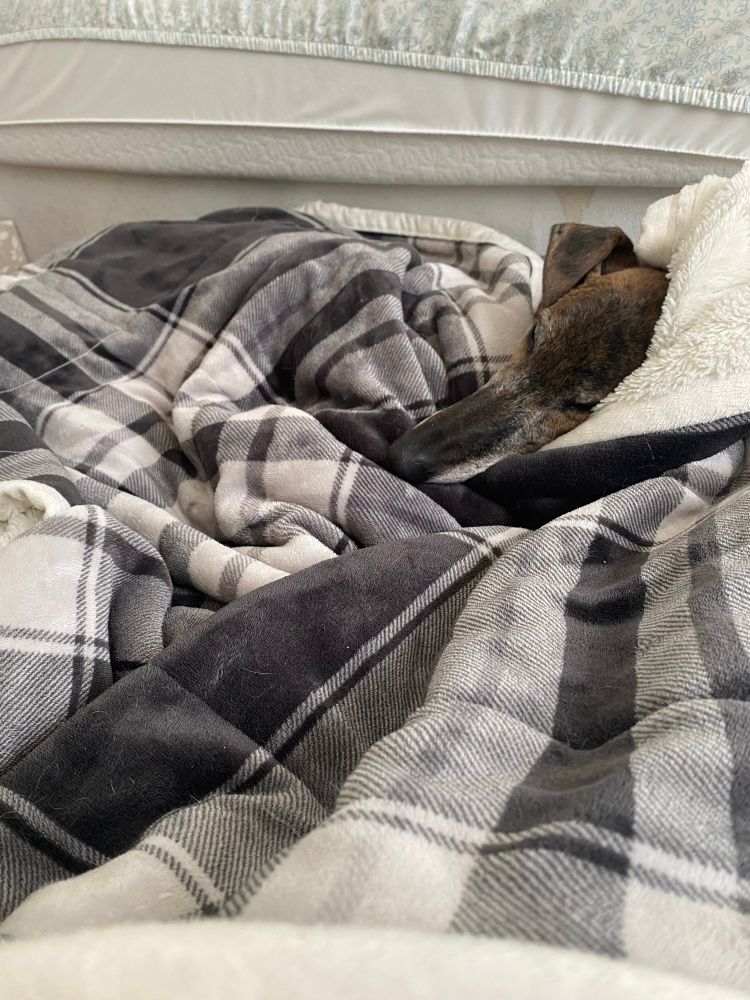 A brindle greyhound swaddled in blankets.