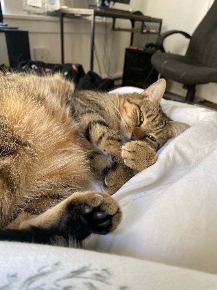 A wonderful amazing tick striped tabby cat lying curled up on a bed
