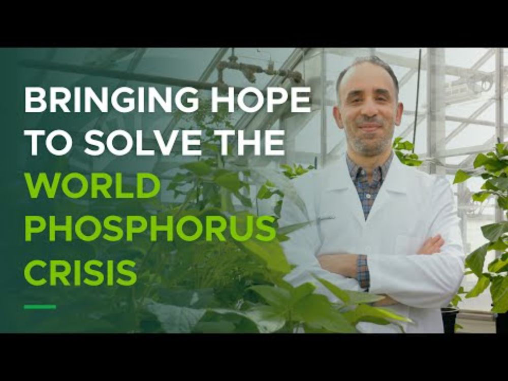 Decoding Plant Phosphorus Nutrition