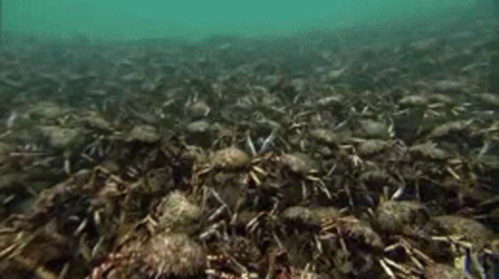 a large group of crabs are swimming in the water near a coral reef .