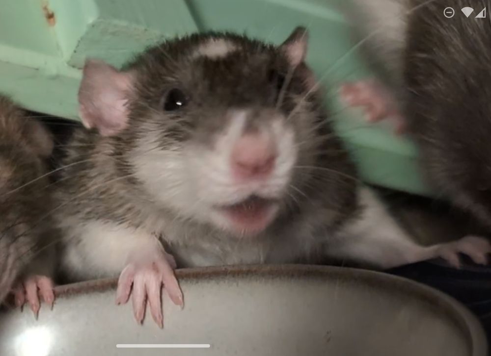 Happiest baby rat you'll ever see