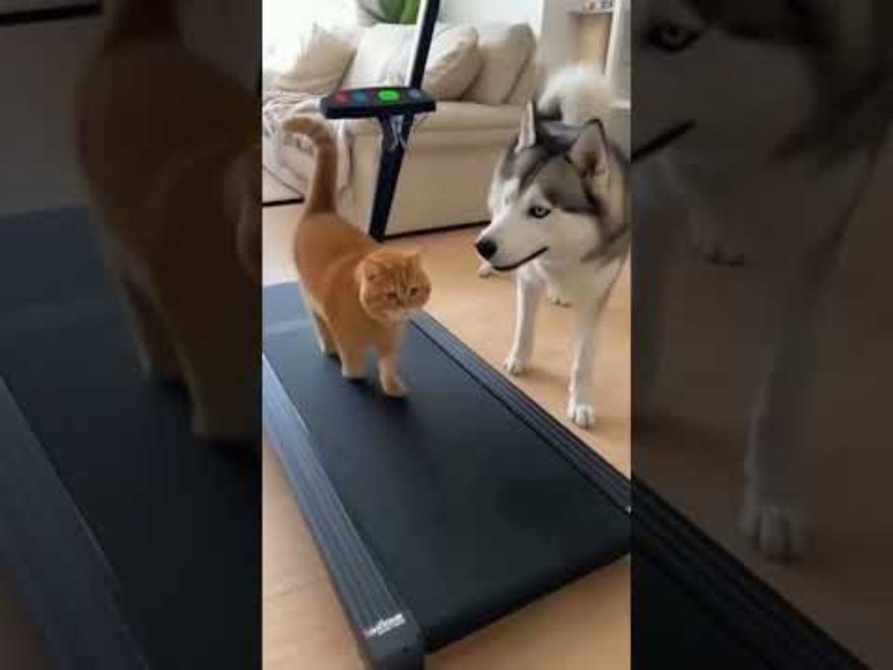 Cats & Dogs never ending stories #shorts