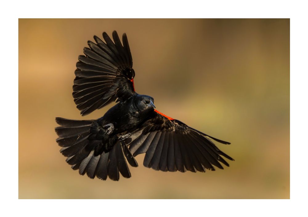 A red winged blackbird flying, its wings wide open.