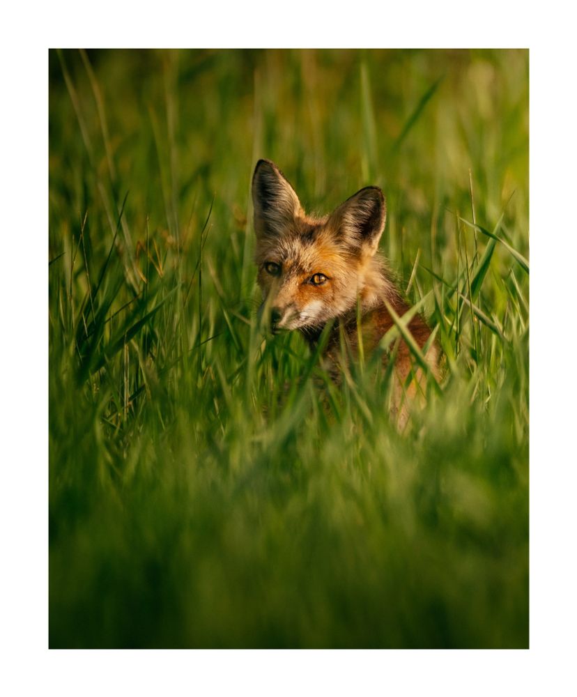 A wild fox with a bushy tail and pointed ears, standing on green grass with a forest in the background. It is turning its head to look directly at the viewer.