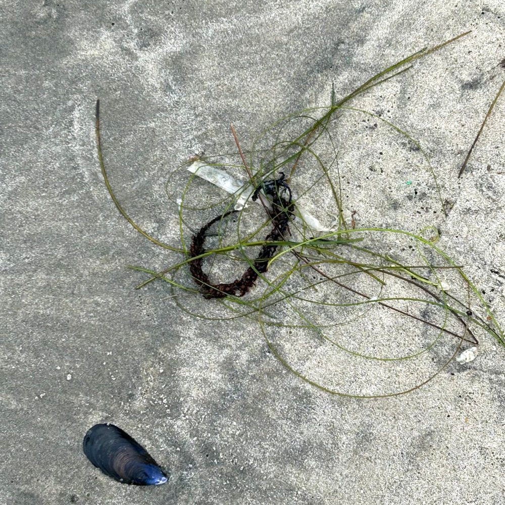 Image shows a ring of old seaweed covered with surf grass (center) laying on the shore of a beach with a mussel shell (bottom left). 