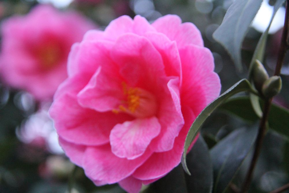 A pink camellia flower opening out to bloom. Photo taken three years ago. 