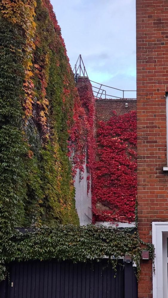Ivy leaves changing colour from green to red, orange and yellow. 