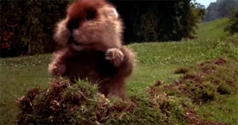 a beaver is standing on its hind legs in a field .