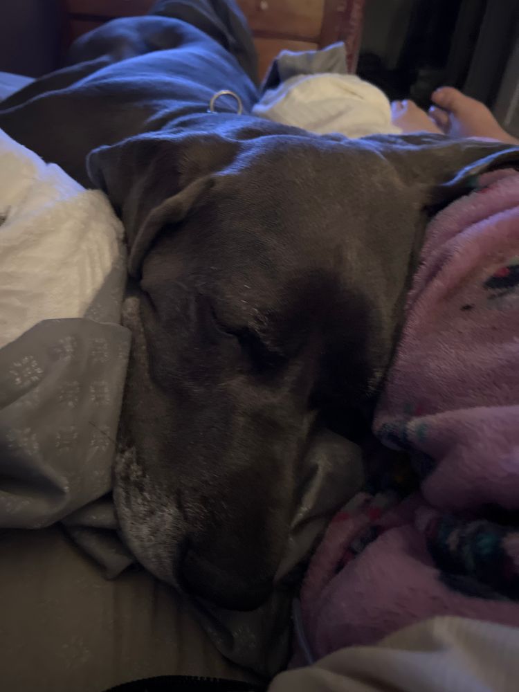 Whiskey sleeping peacefully 