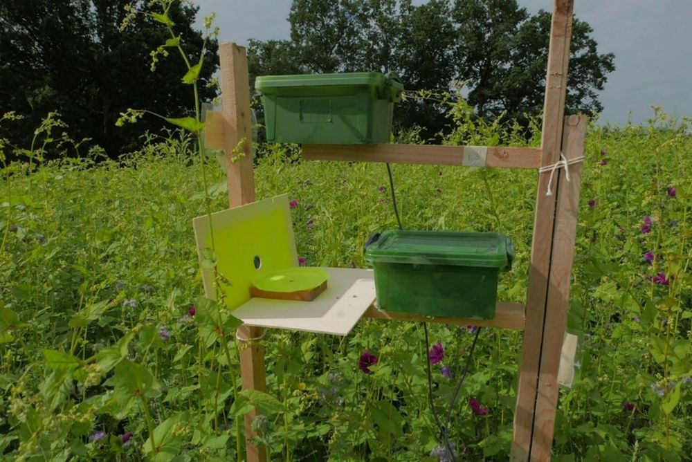 Picture: Isabelle Arimond soundrecorder and video recordings on yellow plate for insect monitoring