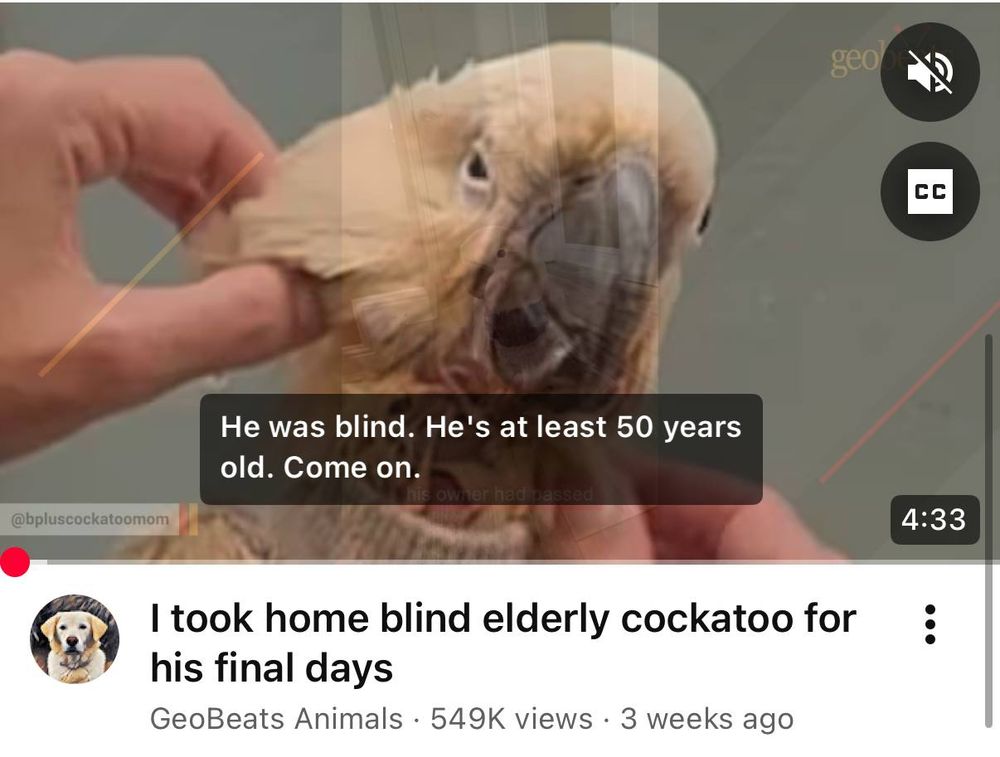 YouTube-video om papegøye fra «GeoBeats Animals»