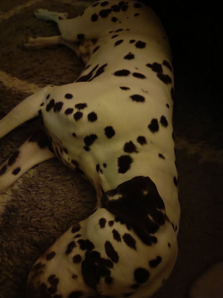 Ein Dalmatiner liegt auf dem Boden und schläft. 