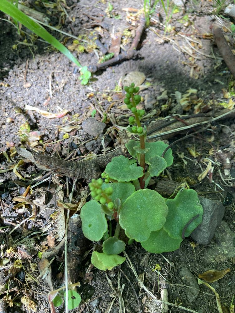 Photograph of a small plant with round, green, thick, wavy-edged leaves and a stalk coming up from the middle with little round green balls on it. 
