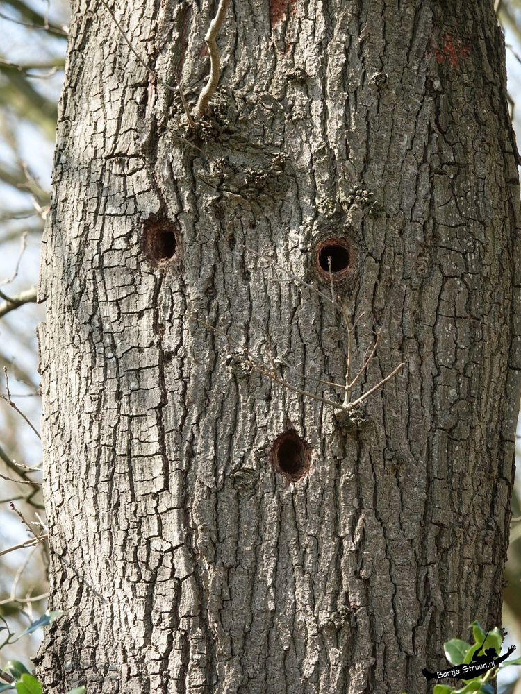 Tree smiley 