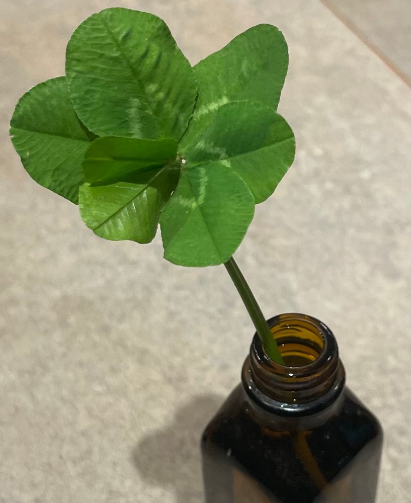 overhead shot of a 7-leaf clover in a small vase on a counter
