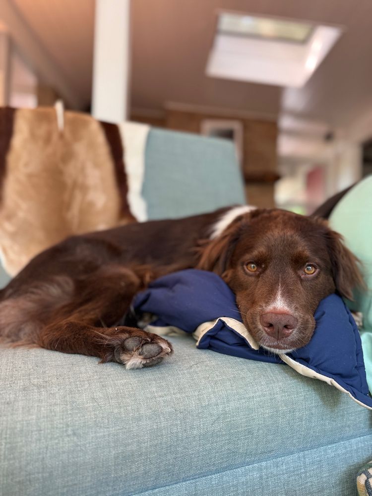 Lucy, a brown dog with down ears and a pink nose, curled up on a blue chair and a darker blue blanket. There is a springbok skin over the back of the chair. 